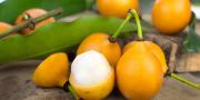 Bolivia avanza en gestiones para exportar pulpa de achachairú a EEUU