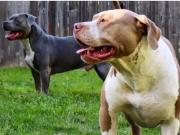 Liberó a dos pitbulls para que ataquen a policías que allanaban su casa: quedó detenida