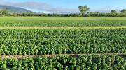 Un ítalo-argentino premiado en Italia por la producción de albahaca sin agrotóxicos
