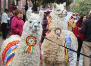 Este 18 y 19 se realizará la XV Feria de Camélidos en la zona Alta de Tarija