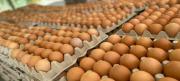 Chile comisa más de 1 millón de huevos de procedencia Bolivia que ingresaban por contrabando