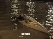 Río de la Plata: hallan otro ejemplar de ballena sei sin vida