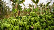 Rusia apuesta por cultivar plátanos en sus tierras