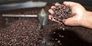 Bolivia exporta más de 650 mil kilos de café a Europa y EEUU