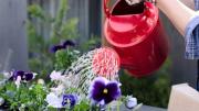 Rociar agua de arroz en las plantas del jardín: por qué recomiendan hacerlo