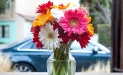Chau flores marchitas: el truco para mantenerlas vivas en floreros por más tiempo