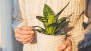 Cuál es la temperatura que necesita una sansevieria o lengua de suegra para mantenerse vigorosa los 365 días del año