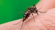 Un brote de chikungunya se expande en el sur de China con miles de casos