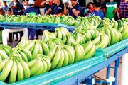 Bananeros del Trópico ven cerca la exportación a Brasil y su sueño es llegar a Europa