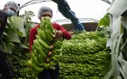 Bananeros del Trópico se acercan al mercado de Brasil y sueñan con llegar a Europa