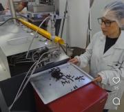 El orujo de manzana fue incorporado en el Código Alimentario Argentino, a partir de una investigación en Río Negro