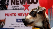 Con este QR puede esterilizar gratis a su mascota: sepa cuándo y dónde estarán los operativos
