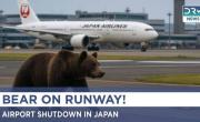 Un oso paró un aeropuerto en Japón