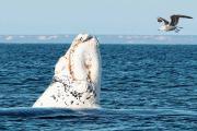 El maravilloso momento de ver una ballena blanca: sorpresa, saltos y juegos