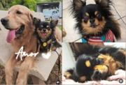 Una sonrisa en medio del dolor: apareció el perrito perdido en el vuelco fatal al norte de Roca