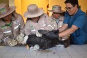 Cóndor andino rehabilitado en el Bioparque Municipal Vesty Pakos regresa a su hábitat en Potosí