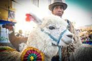 Con una exposición clausuran el Año Internacional de los Camélidos en El Alto