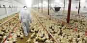 Alerta por alza de insumos y baja demanda, pese a suficiente oferta de pollo