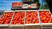 Crisis del tomate en Corrientes: productores en alerta por la apertura de importaciones y baja demanda