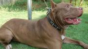Perro ataca a una persona por defender a su dueño en Tarija, Zoonosis lo retiene para seguimiento