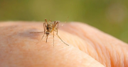 Italia suma ya 7 muertos por el virus del Nilo Occidental y refuerza medidas sanitarias