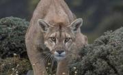 ¿Qué hacer y cómo actuar si aparece un puma en la ruta?