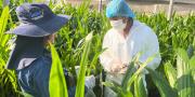 Inspeccionan plantines de palma aceitera en centros de cuarentena de San Borja y Rurrenabaque