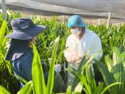 Inspeccionan plantines de palma aceitera en centros de cuarentena de San Borja y Rurrenabaque