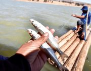 La veda para pesca de distintas especies rige en Cochabamba del 4 de agosto al 24 de marzo