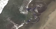 Cuatro ballenas aparecen varadas en Japón horas antes de la alerta de tsunami