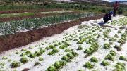 Las heladas afectaron a más de 750 mil animales y 237 mil productores, según el Gobierno