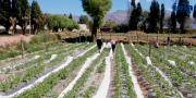 Iniaf produce semillas de tomate en invierno con nuevas técnicas para abastecer a productores todo el año