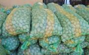 Productores reciben semilla de papa para mejorar su producción