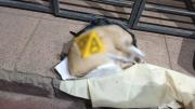 Encuentran un gato muerto en encomienda enviada de Cochabamba a Oruro