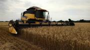 El trigo nacional solo cubre 25 % de la demanda interna del mercado