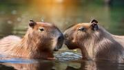 ¿Capiguara o capibara?