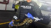 Sorpresa en un shopping: rescatan una boa escondida en la rueda de un automóvil