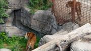 Un zoológico acepta mascotas como donaciones para alimentar depredadores