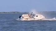 Impactante video: una ballena de 6 metros murió tras chocar con una embarcación