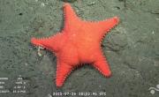 Qué especies y peces se encontraron en el streaming del Conicet: las criaturas más extrañas del fondo del mar