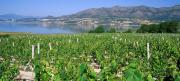 La nueva reputación de los vinos blancos de Grecia