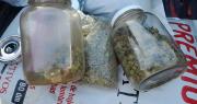 Circulaban con marihuana en una camioneta y los frenó la Policía en Rivadavia