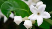 Pocos lo saben: el método de jardinería que jamás falla para reproducir un jazmín en maceta