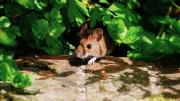Adiós a las ratas en el jardín: cómo eliminarlas usando un famoso producto de limpieza