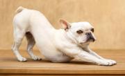 ¿Qué significa que un perro se estire al ver una persona?