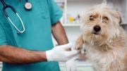 Hoy se celebra el Día del Veterinario: ¿por qué se eligió esta fecha?