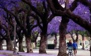 ¿Chau invierno? Expertos anticipan que el frío se va antes y se adelantan las temperaturas de primavera