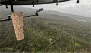 Por qué están tirando cápsulas con mosquitos desde drones en los bosques de Hawái