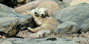 Un zoológico en Dinamarca quiere alimentar a sus depredadores con tus mascotas
