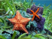 Una bacteria mató a 6 mil millones de estrellas de mar en los últimos diez años